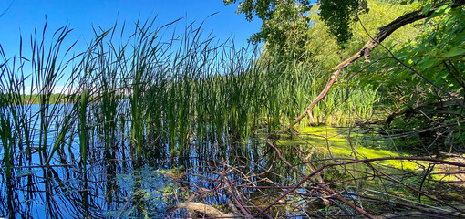 lake bay marsh reeds algae blue sky