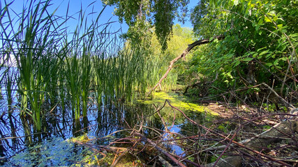 lake bay marsh reeds algae blue sky