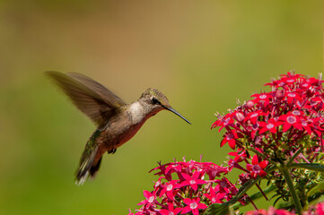 hummingbird in flight © Richard L. Carlson