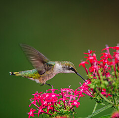 hummingbird feeding on flower