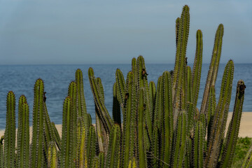 Background cactus. Thorn cactus texture background.