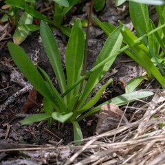 The basal rosette of leaves at the base of alpine shooting star (Dodecatheon alpinum)