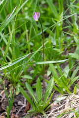 Alpine shootingstar (Dodecatheon alpinum) is a perennial herb in the primrose family (Primulaceae)