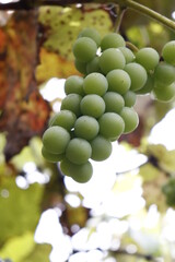 bunch of grapes