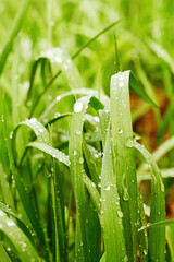 Raindrops and droplets on the elegant green grass in the backyard after rain. Wild nature backdrops and postcard