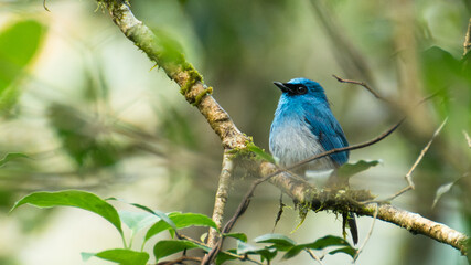 Indigo flycatcher perhced on a branch