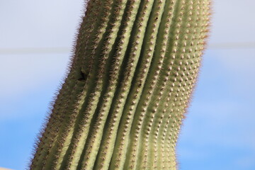 Long Cactus