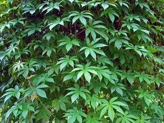 Green leaves background