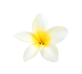 Obraz na płótnie Canvas flowers frangipani or plumeria isolated on white background ,include clipping path
