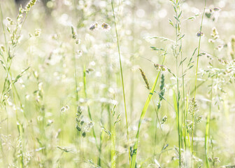 green grass in summer