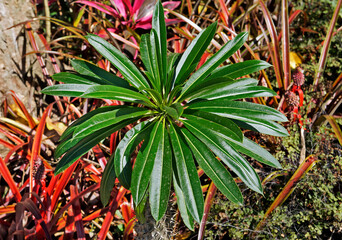 Obraz premium Euphorbia leaves (Euphorbia stygiana)