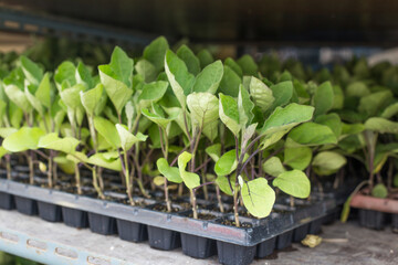Eggplant seedlings in plastic tray, seedlings growing in greenhouse.