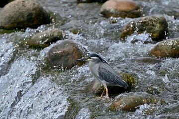 じっと魚を待つササゴイ