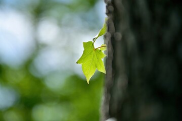 光を浴びて輝くアメリカフウの若葉