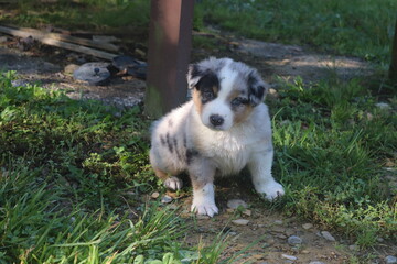 Blue Merle Australian Shepherd
