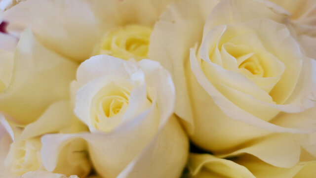 blurred close up of yellow rose background texture or wallpaper
