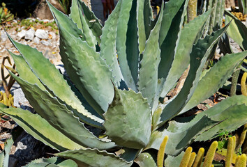 Fototapeta premium Agave plant in the garden