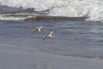 Gaviotas volando en playa