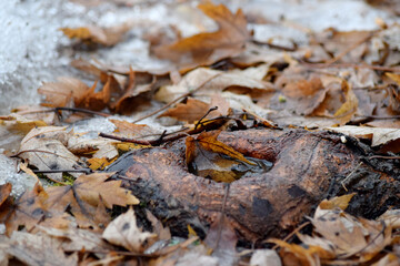 close up of a tree trunk
