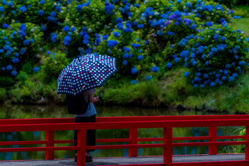 湿った空気感のなかアジサイを望む傘をさした女性