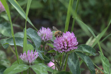 ハナと蜂