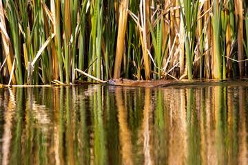 Beaver Swimming