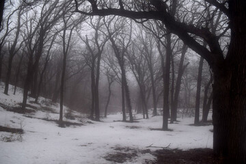 Foggy Snowy Forest