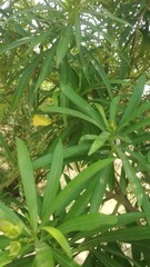 Branchs in leaves on green