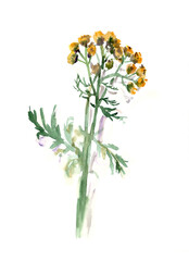 watercolor drawing botanical illustration tansy flowers and branches