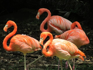 Pink Flamingos Standing On The Ground Four Quiet Pink Birds In Their Habitat