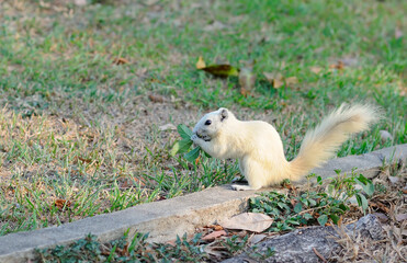 Fototapeta premium White Squirrel