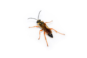 great golden digger wasp or sand digger - Sphex ichneumoneus