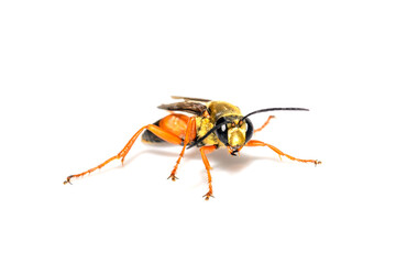 great golden digger wasp or sand digger - Sphex ichneumoneus