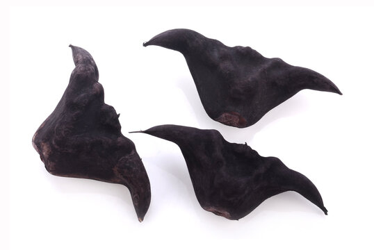 View of black water caltrop water chestnuts shaped like bats