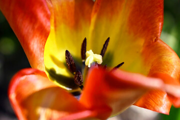 red and yellow tulip