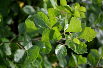 Bundle of Green Leaves Closeup