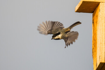 Black Capped Chickadee Leaves the Roost © Jeff Huth