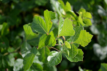 Bundle of Green Leaves Closeup