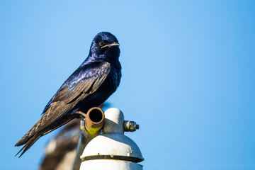 Purple Martin Rests Above Nest Box