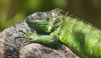 Fototapeta premium iguana