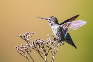 Young Male Annas Hummingbird Rests on Dried Flower