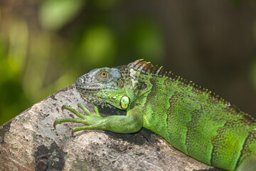 iguana