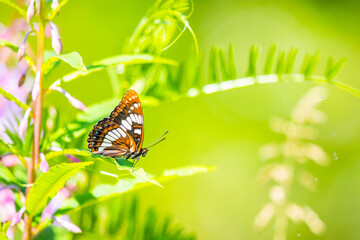 Lorquin�s Admiral Butterfly Resting on Fireweed