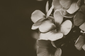 white flowers in sepia tone