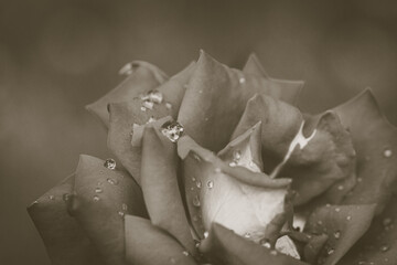 dew covered rose in sepia tone