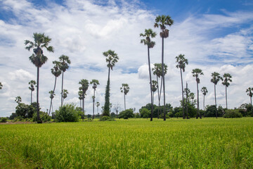 Blue sky palm trees in Thailand tropical summer
