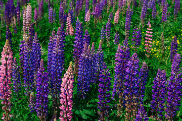 Obraz premium A field of blooming Lupine flowers - Lupinus polyphyllus - garden or fodder plant