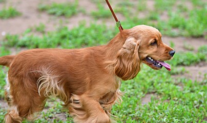 Dog breed English Cocker Spaniel - breed of hunting dogs
