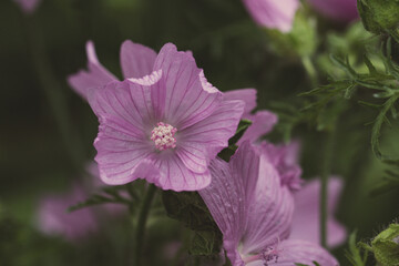 close up of purple musk mallow flowers