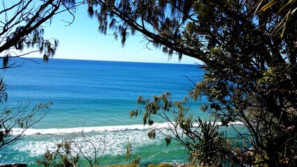 trees on the beach